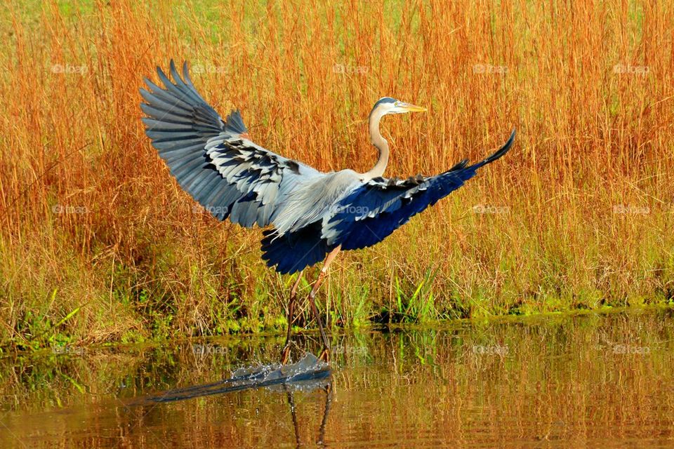 Great blue heron with spread wings over wetland