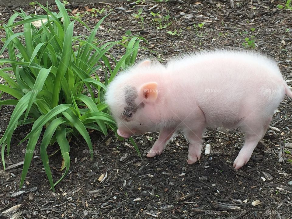 Micro piglet
