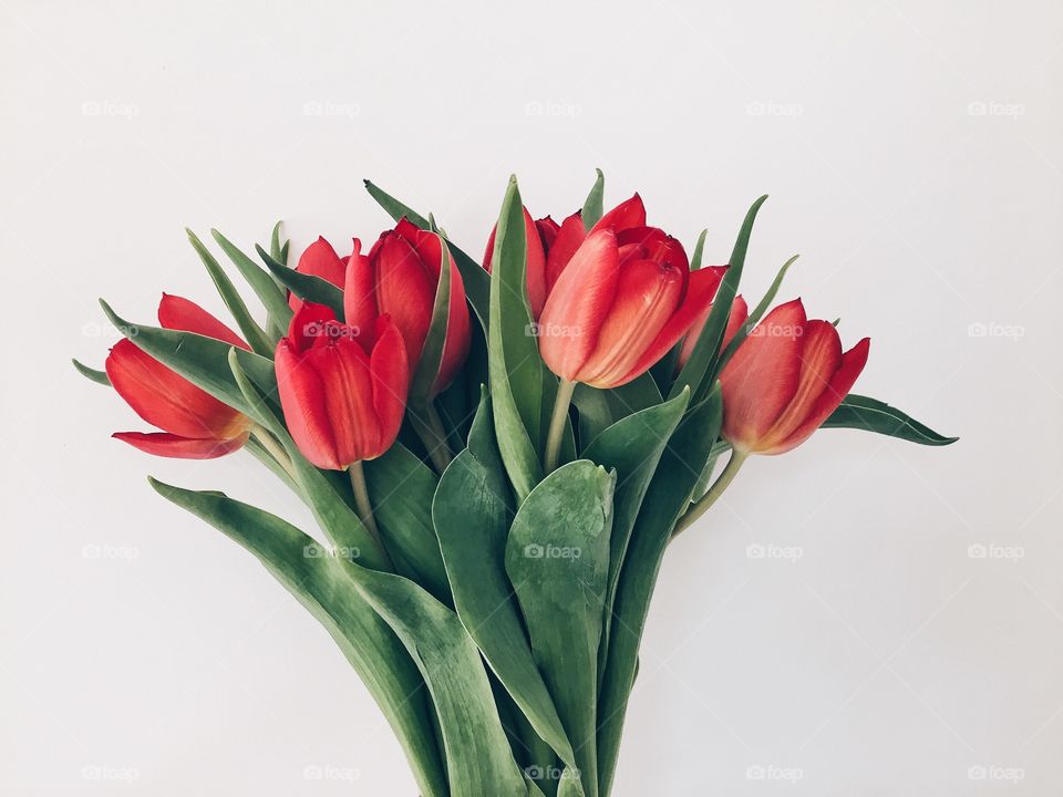 Bouquet of red tulip flowers