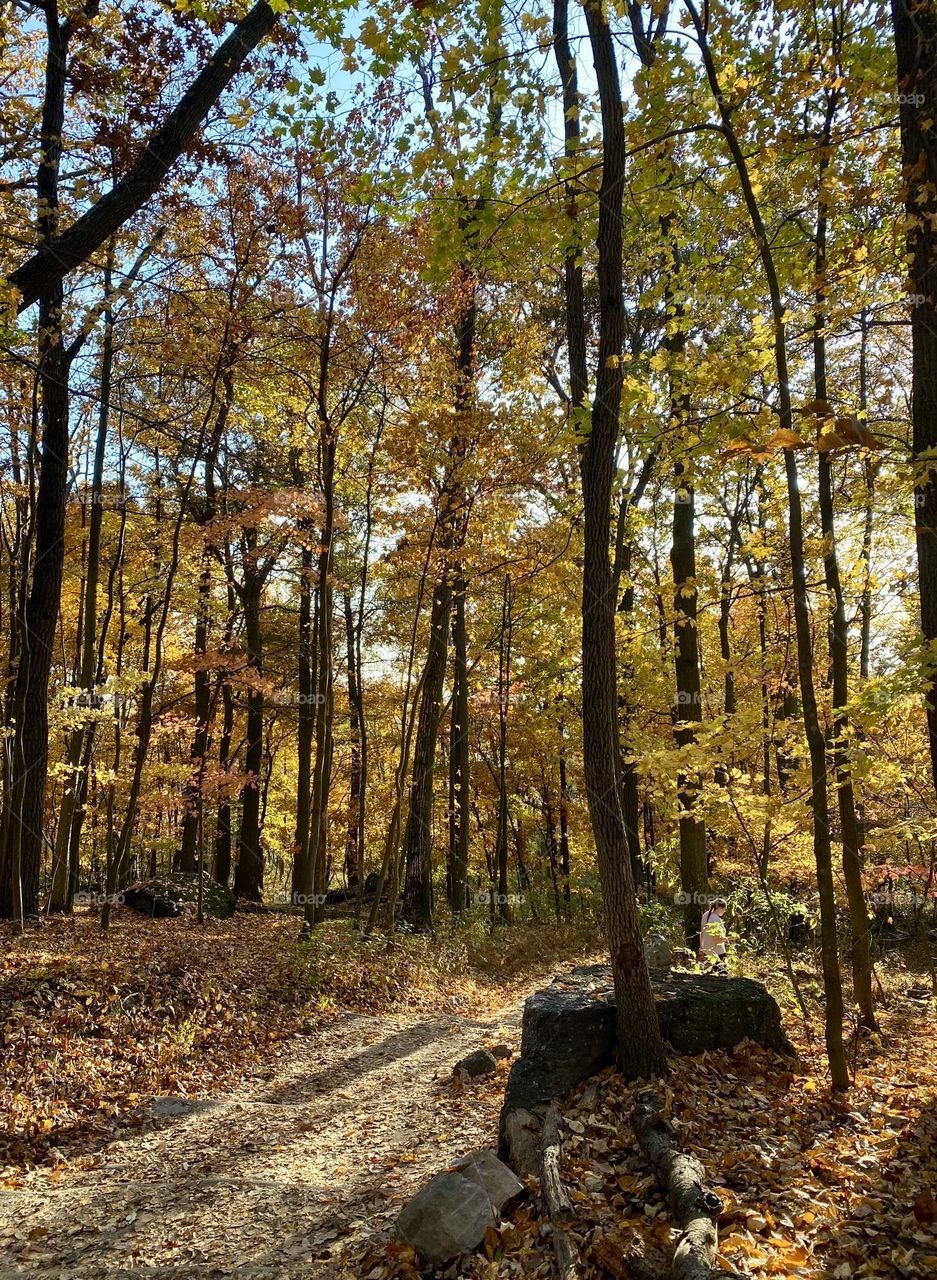 Sunlight filtering through colorful trees