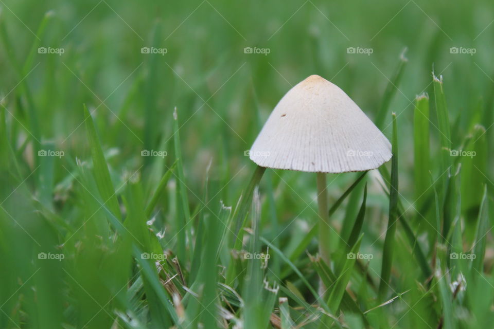 Mushroom in the grass, my garden,  Porto Alegre,  RS,  Brasil
