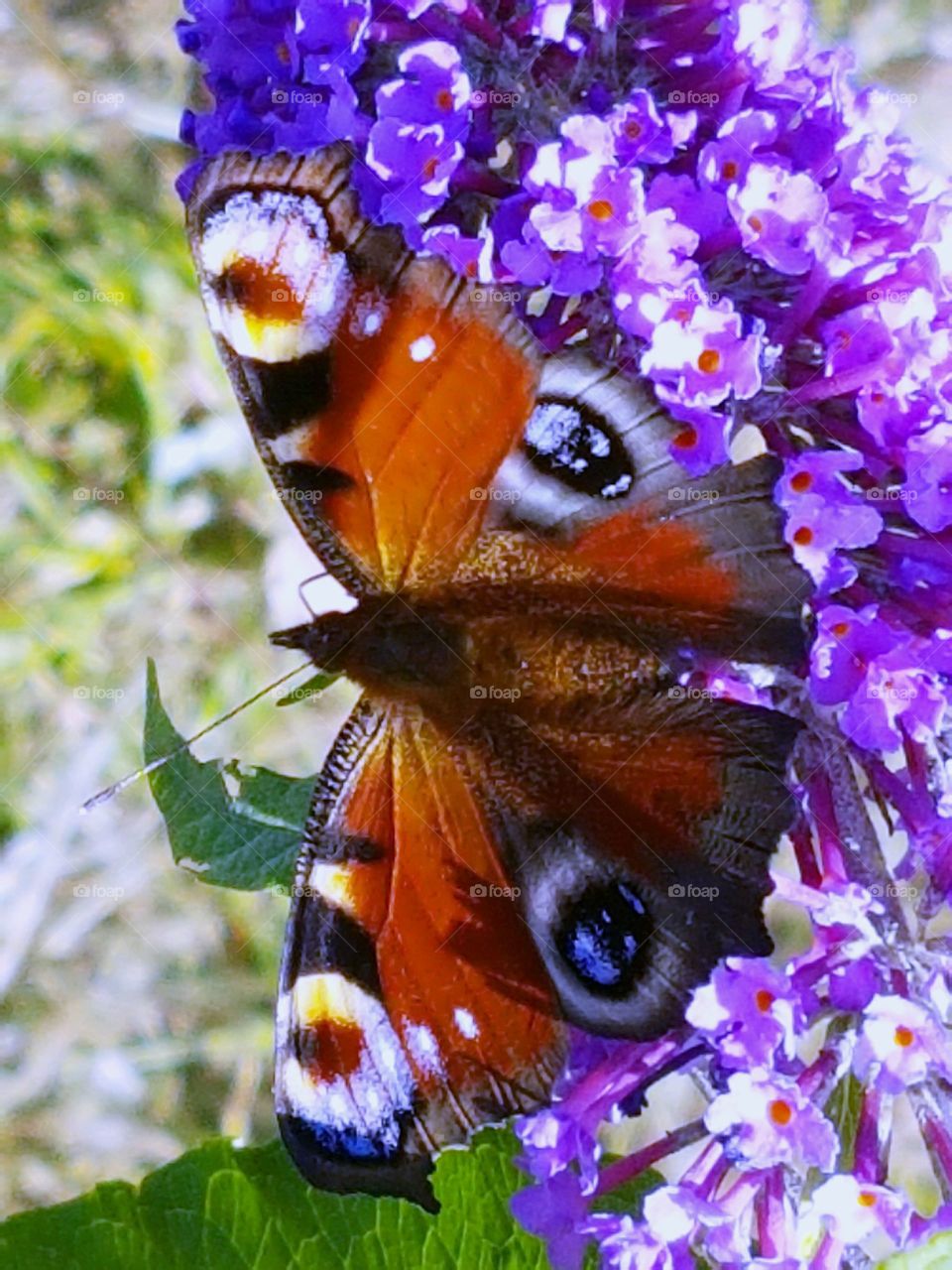 Butterfly on butterfly Bush