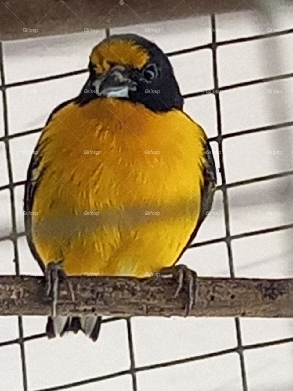 feeling a bit bloated