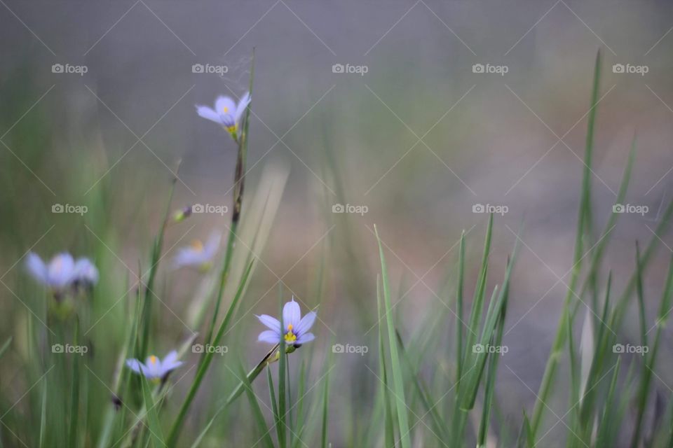 Purple flowers in a field