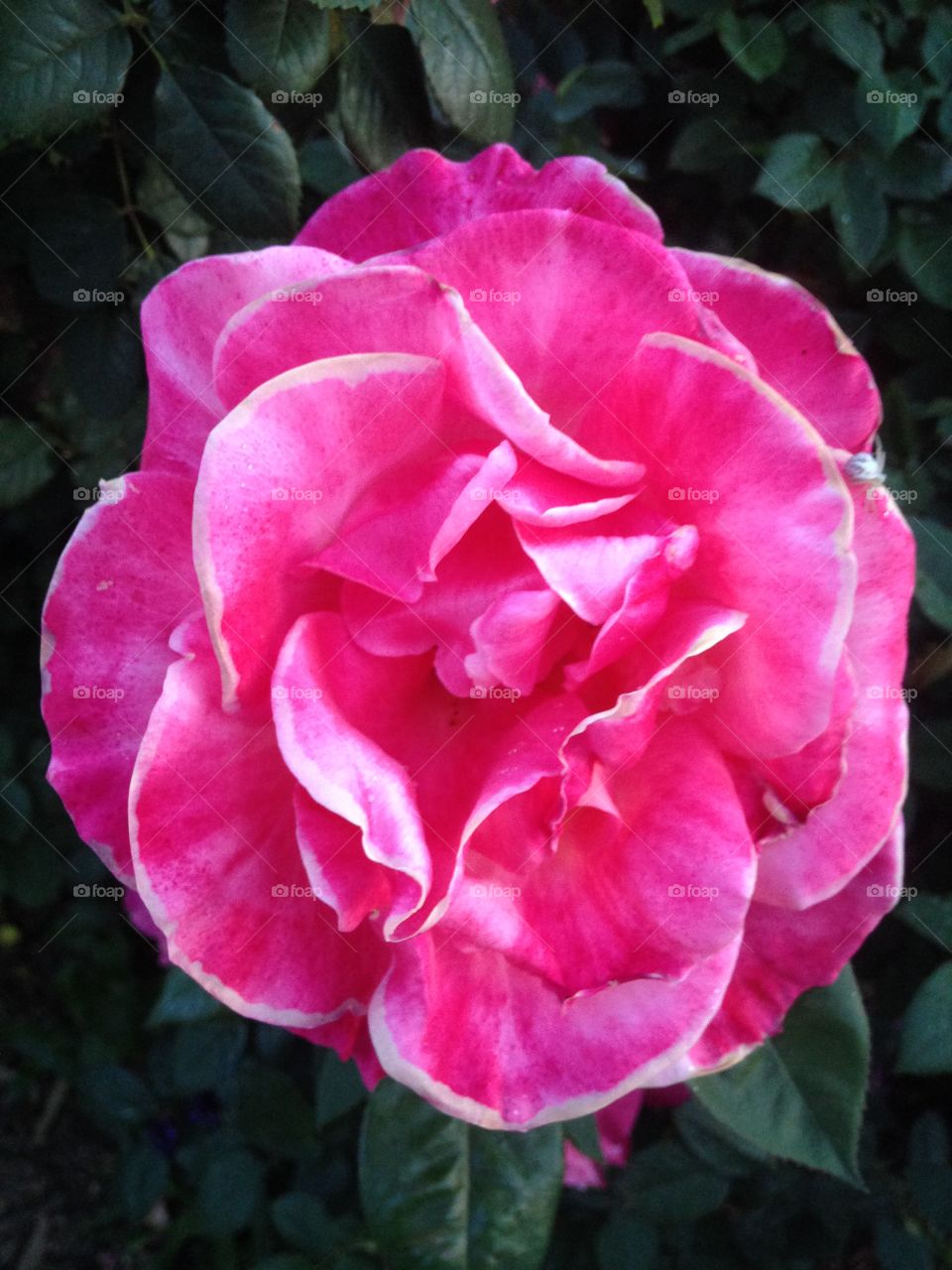 Pink flower in bloom