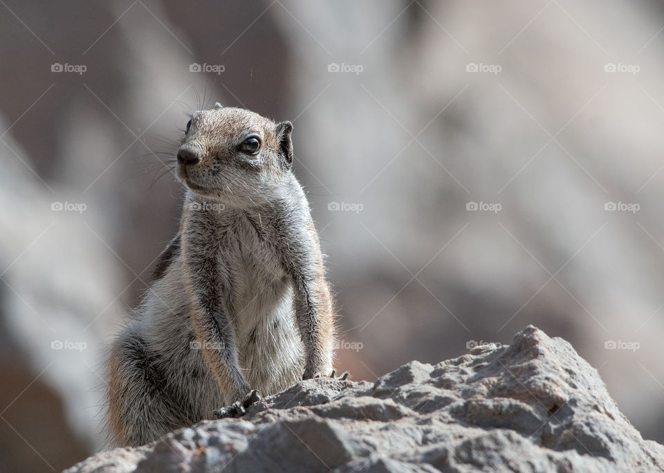 The squirrel is standing  on the rocks