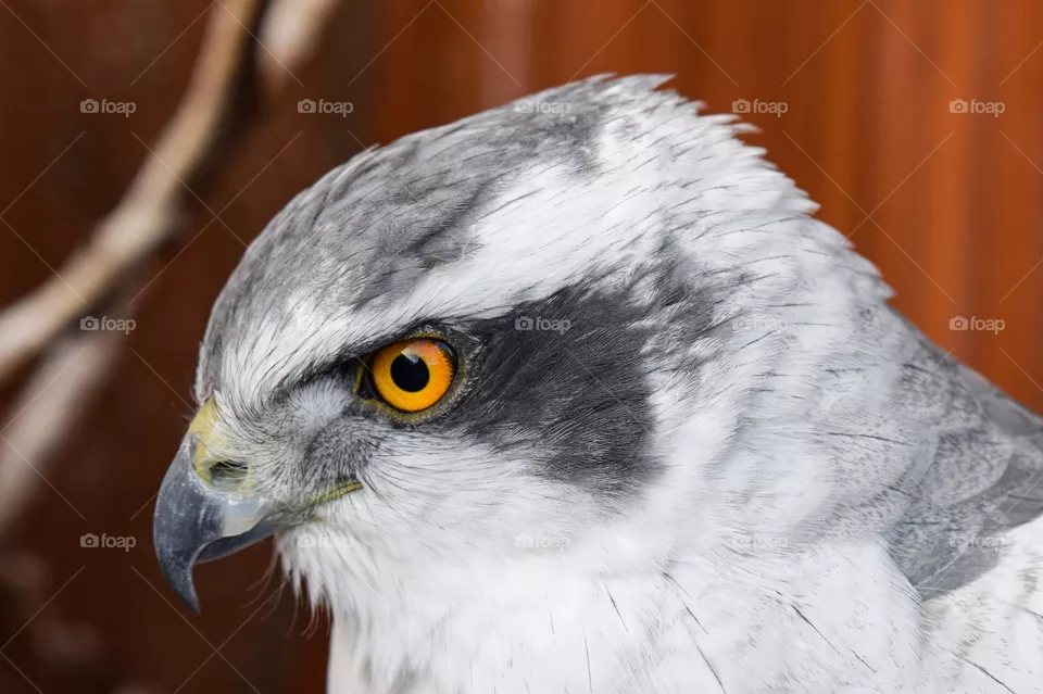 hawk