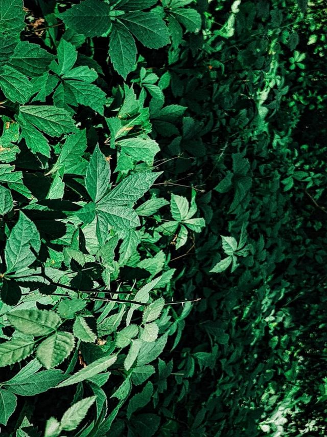 Green...