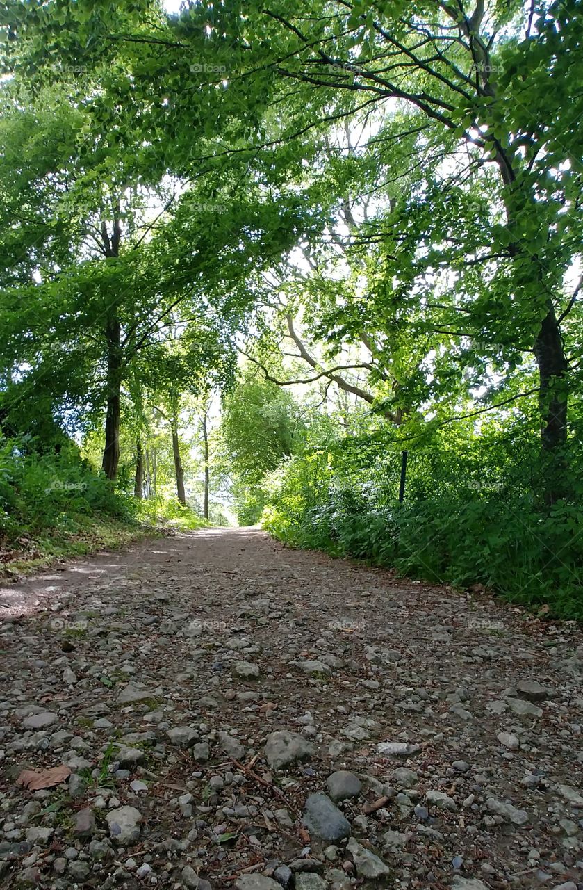 weg wald Straße steine grün wandern