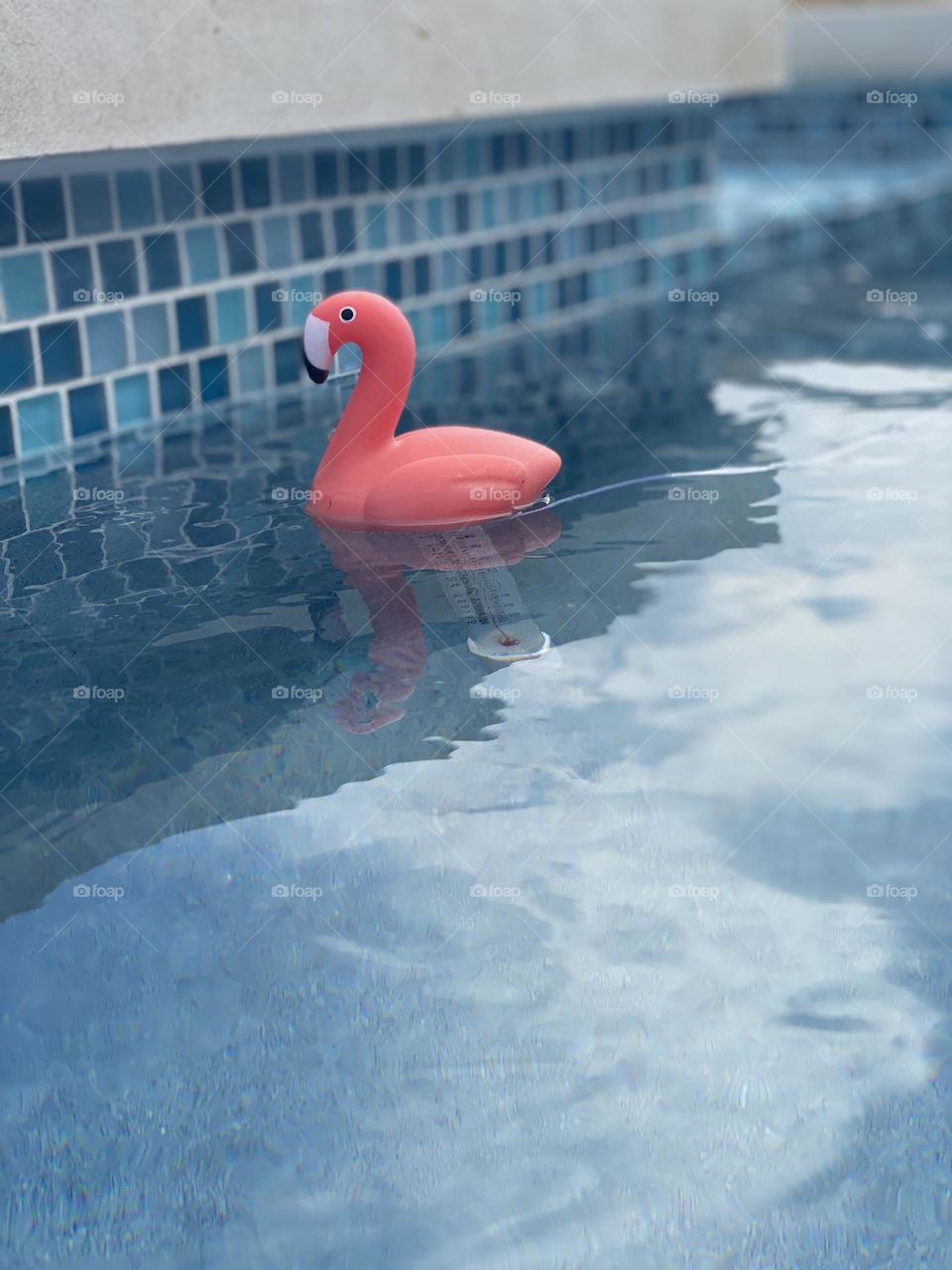 Flamingo thermometer in still water pool 