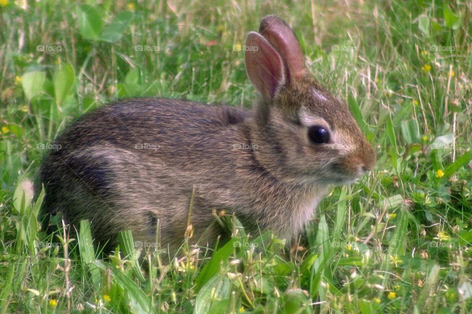 Baby eastern cottontail rabbit 