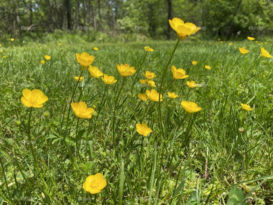 Meadow buttercup flowers 