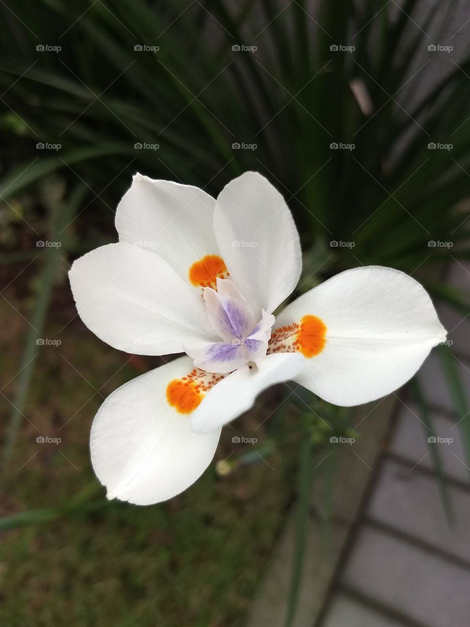 white, Orange and violet Flower
