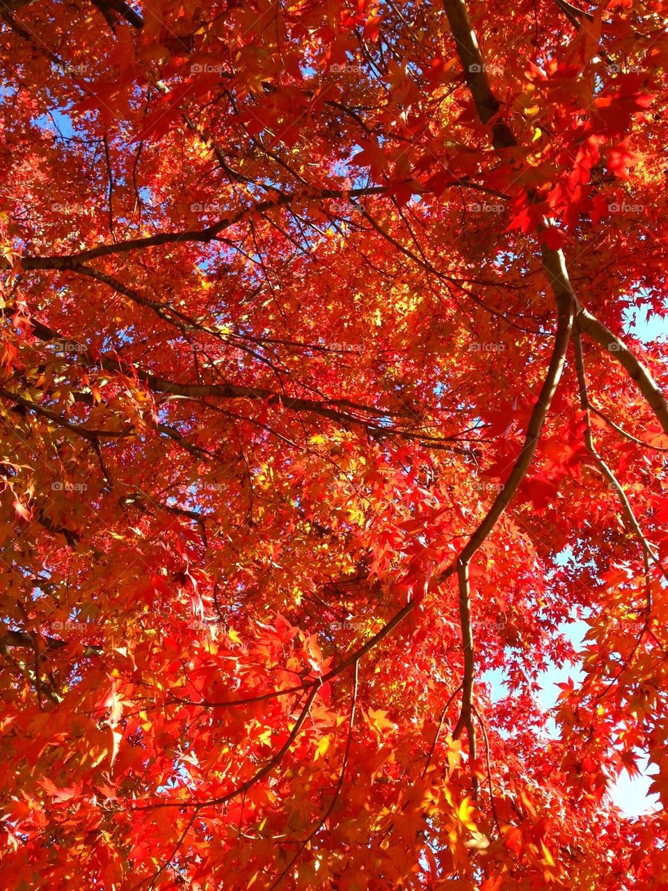 Japanese maples 2