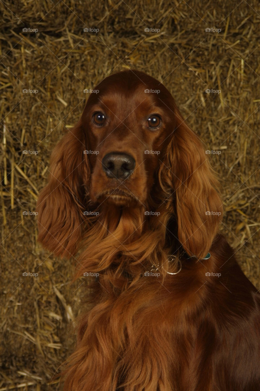 portrait red setter irish setter irish red setter by studiofx