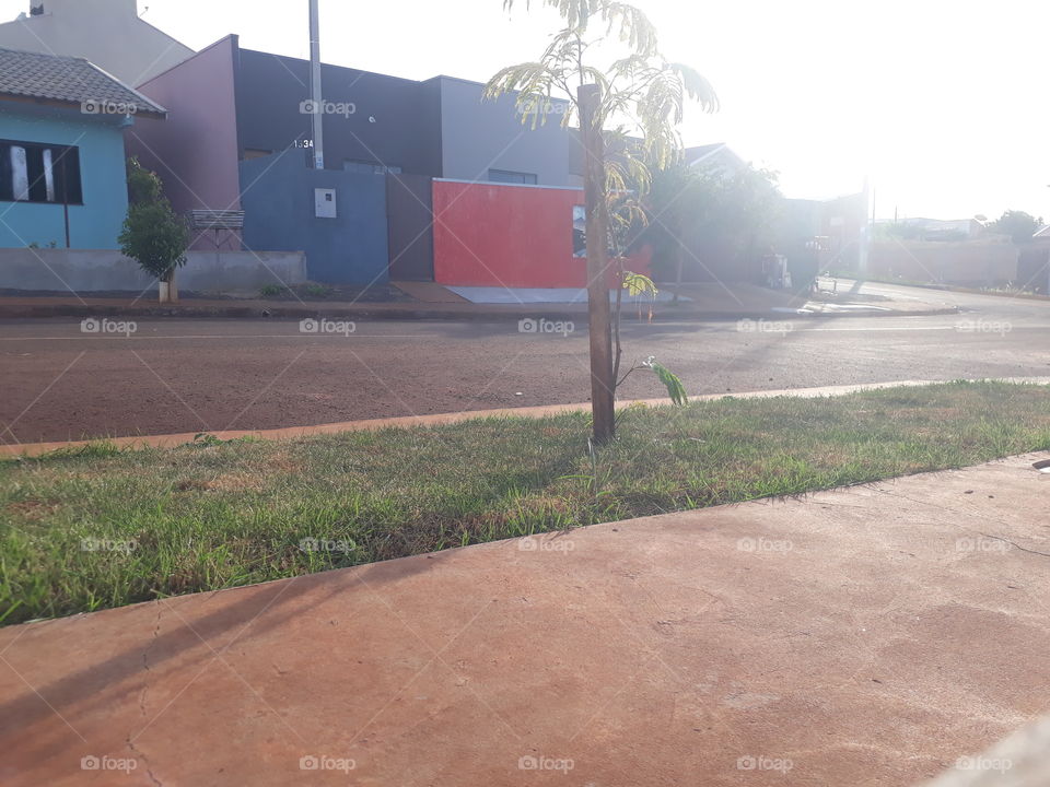 árvore que plantamos na frente de casa, Cafelândia Paraná Brasil