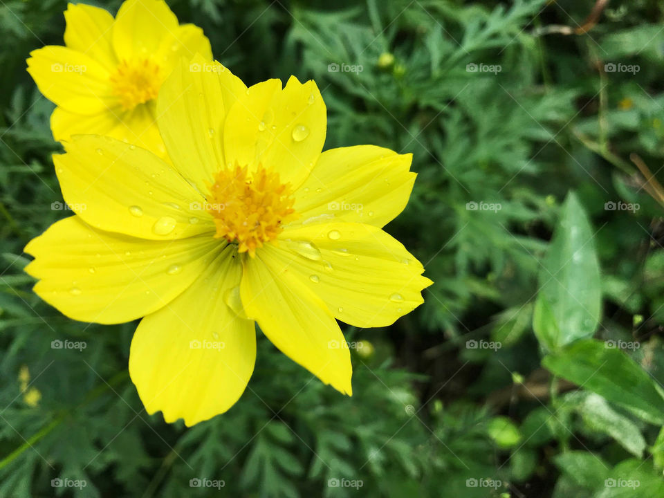 Fresh yellow Mexican Aster after the rain in Thailand