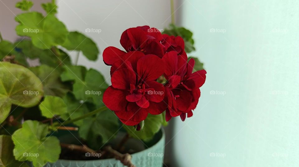 red flower in a green pot.