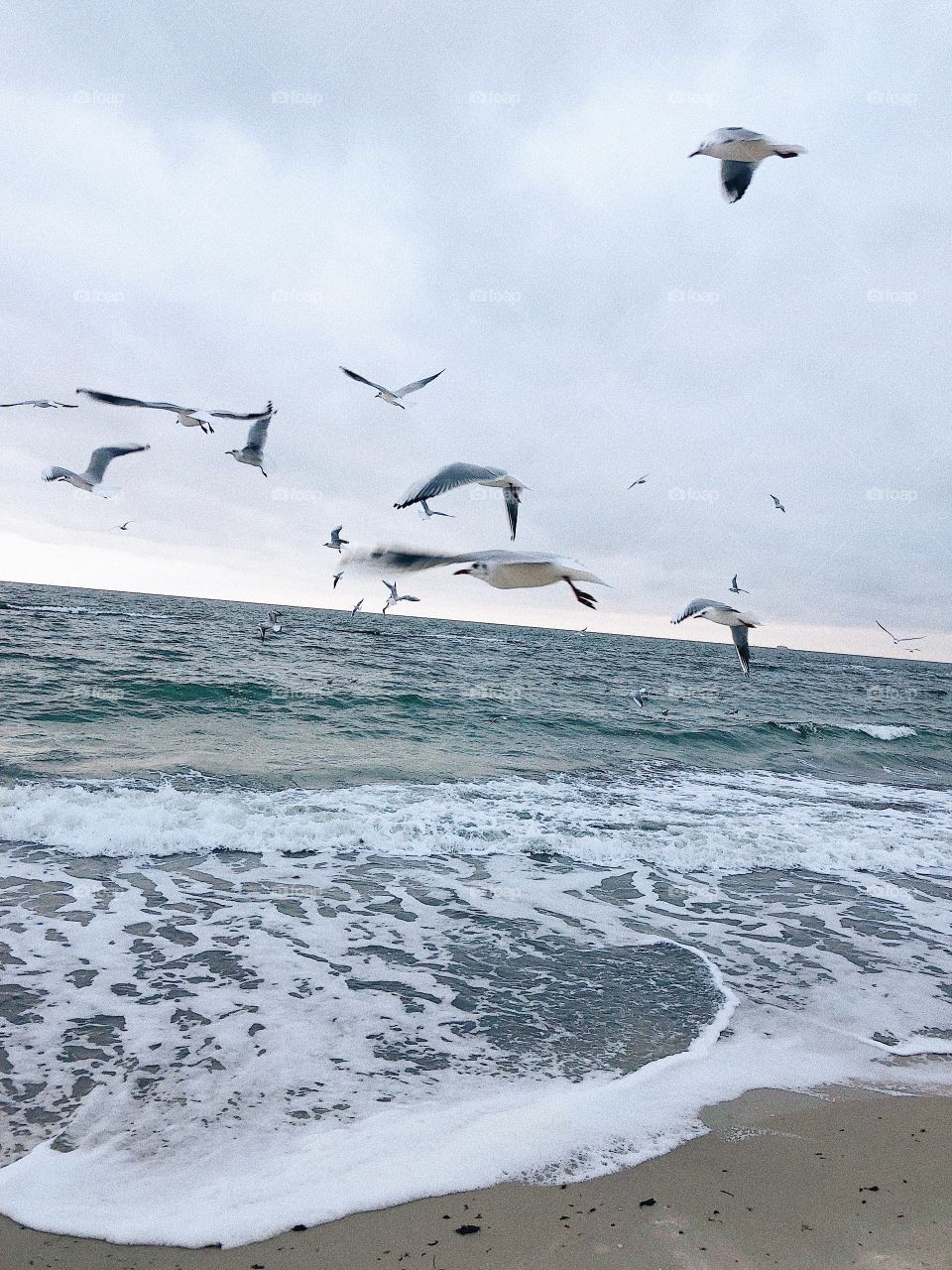 Seagulls in ocean 