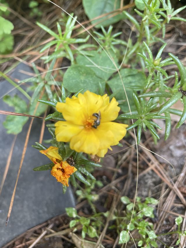 Busy Bee