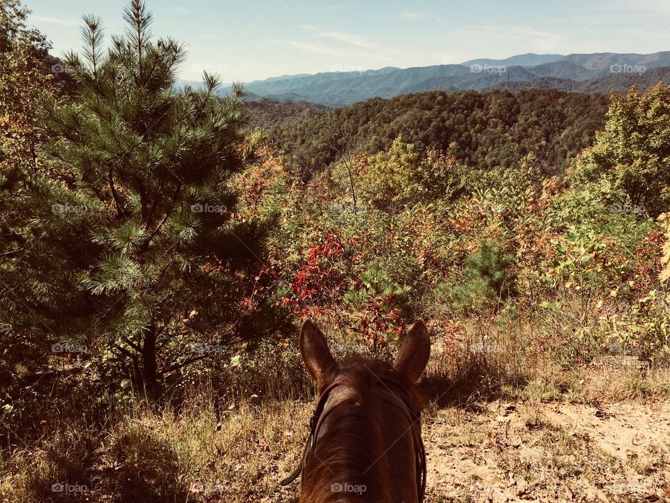 The view from my steed