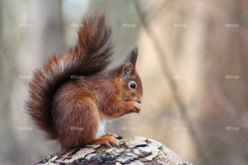 Squirrel eating on a trunk