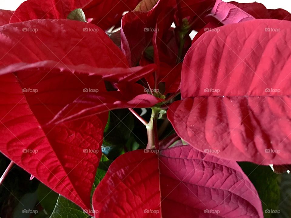 Red Color Story, red, flower, flowers, leaves