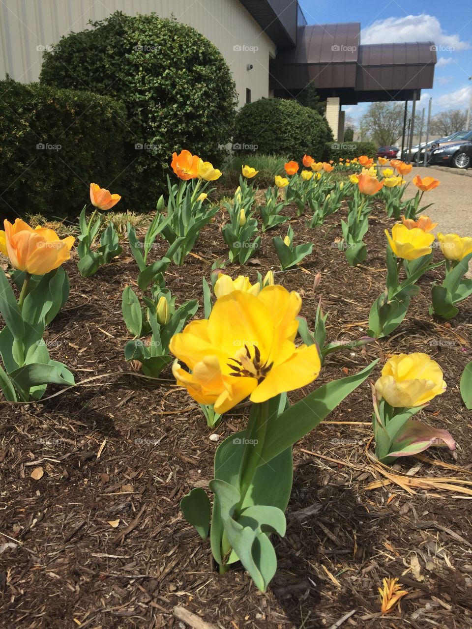 Tulip garden