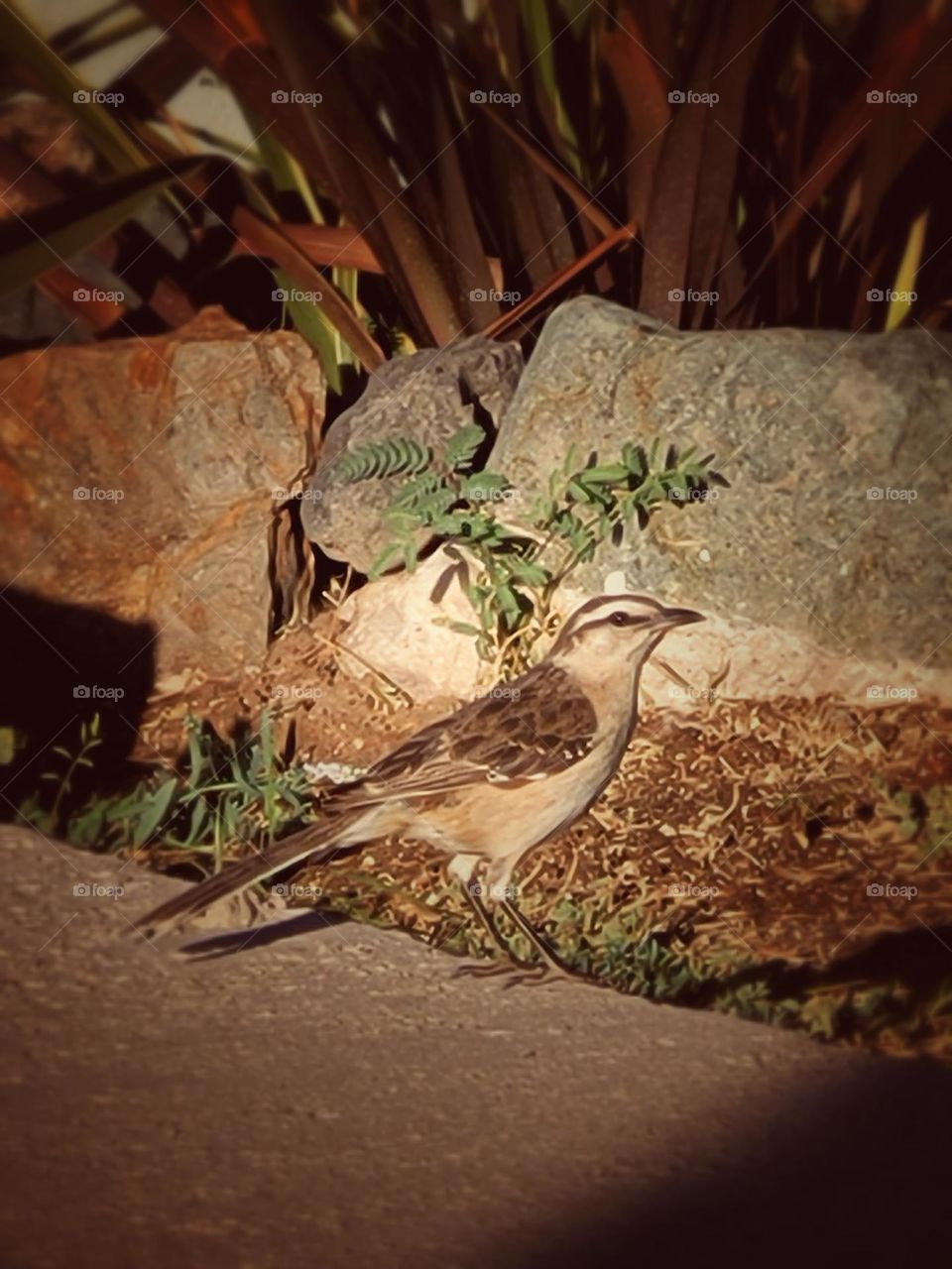 un hermoso pájaro