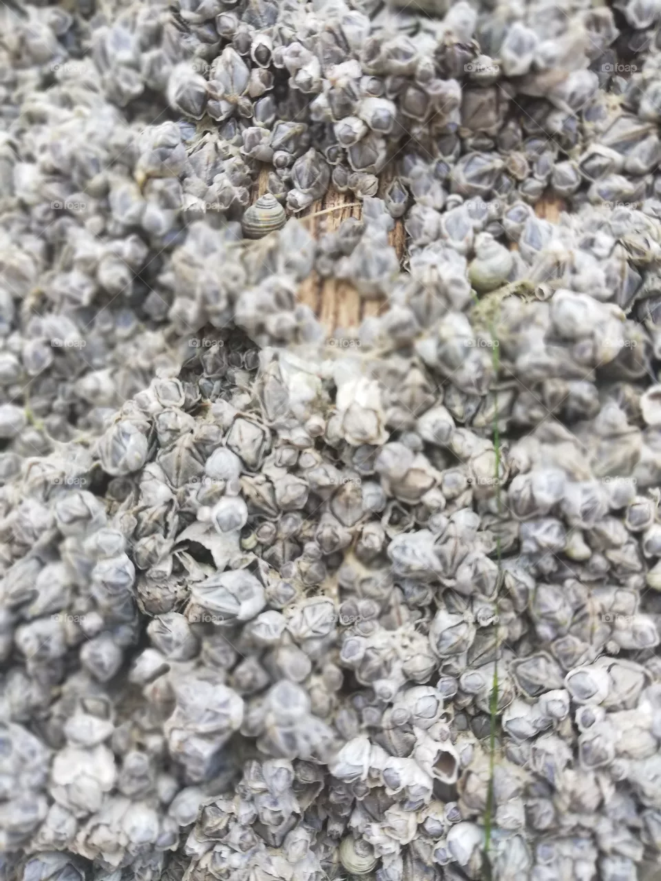 shell