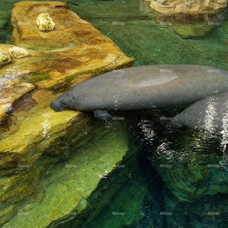 manatee