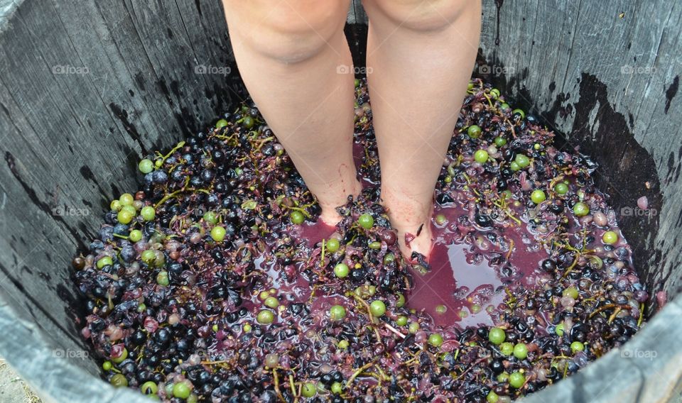 Stomping Grapes to make Wine
