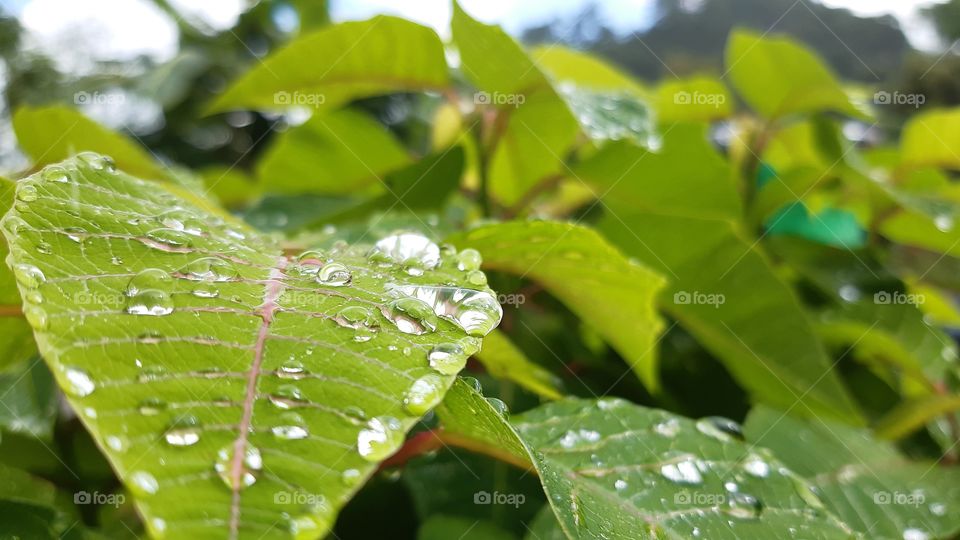 dew drops💧 in hilly places... first sign of Autumn🍁