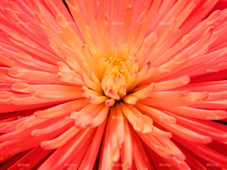 Extreme close-up of flower