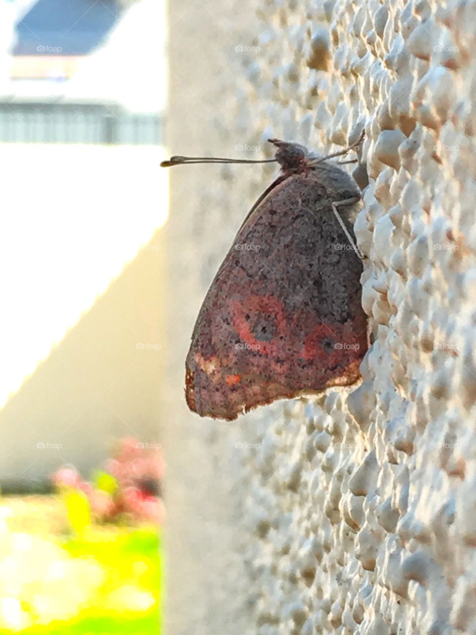 Moth on a stucco wall closeup