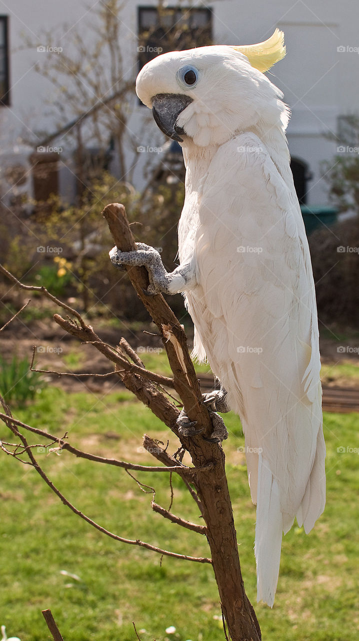 bird fågel parrot papegoja by scrooge