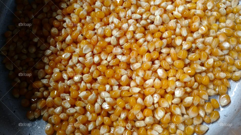 Grão de milho, selecionados. Lubrificados na panela com óleo de soja com sal, para fritar e gerar deliciosas pipocas.