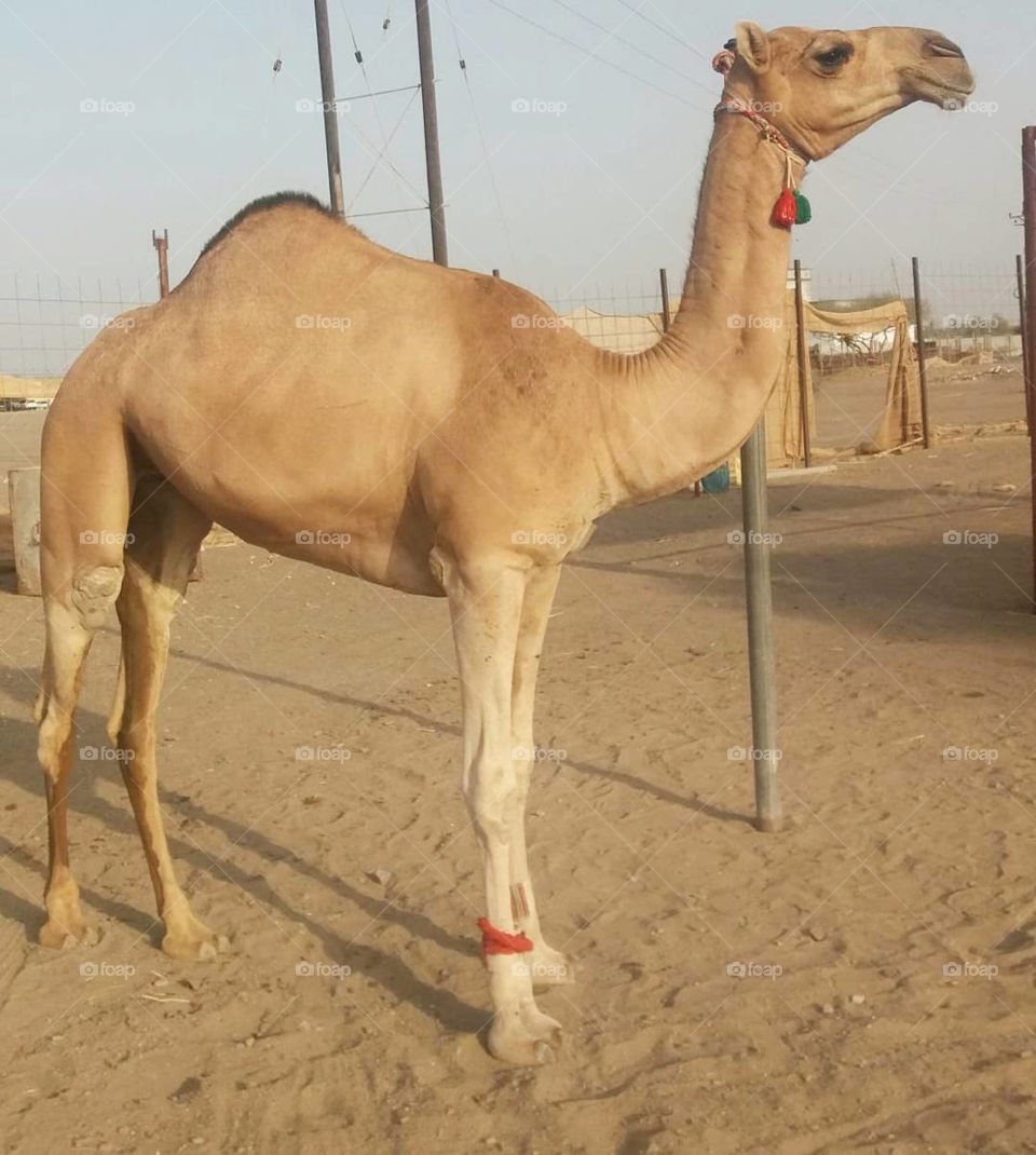 The original Omani camel