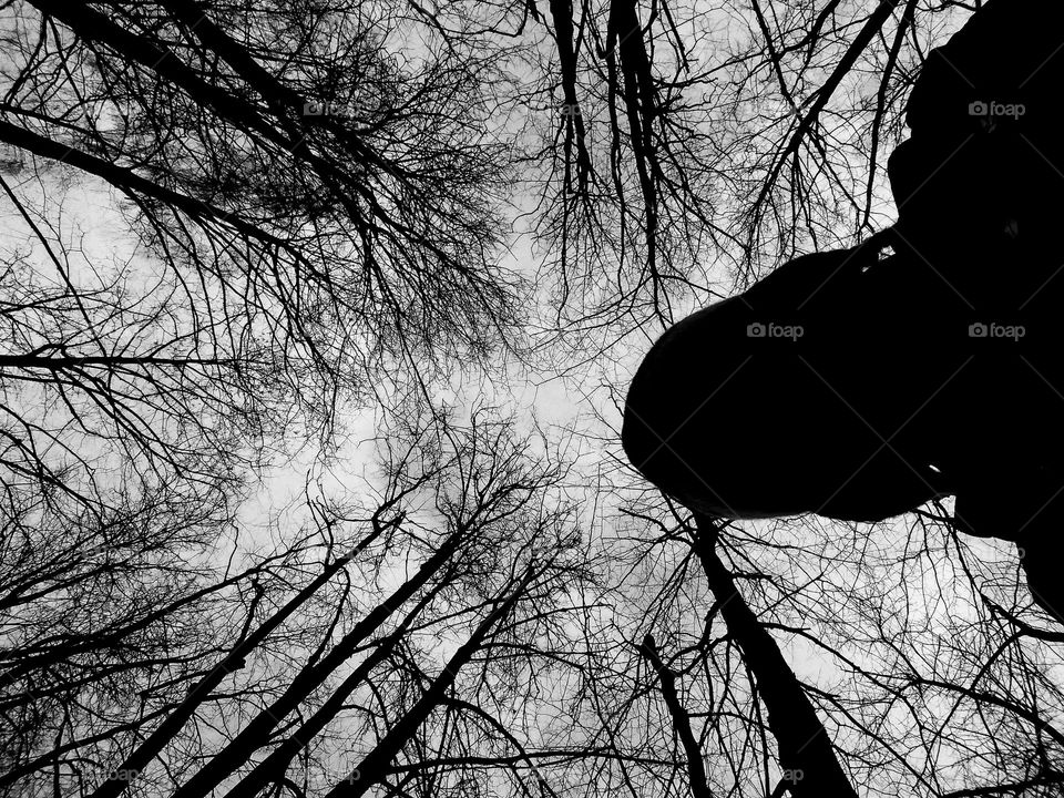 person and trees view from the ground black and white background