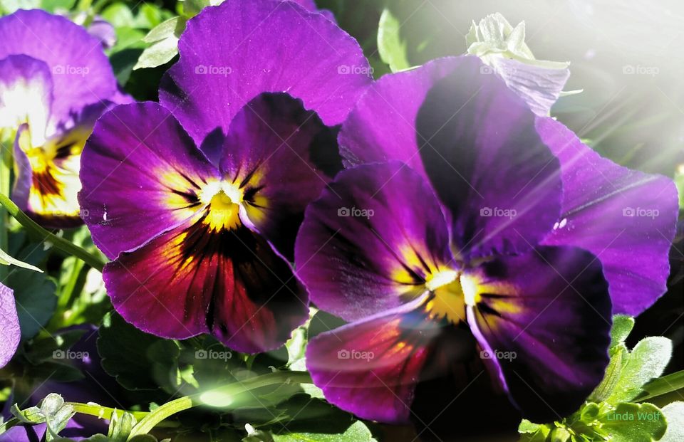 Glorious Purple Flowers