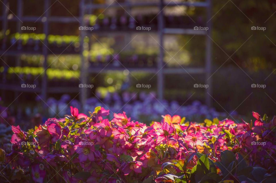 Plants. Garden centre