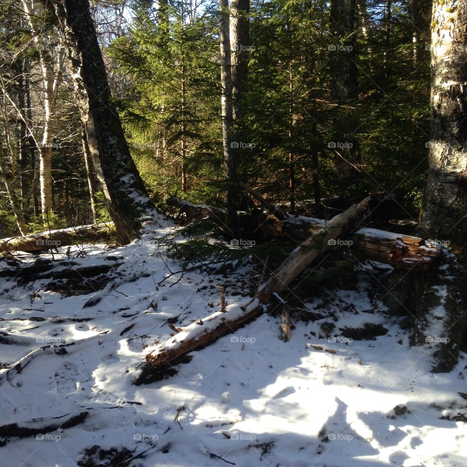 Wood, Landscape, Tree, Water, Nature