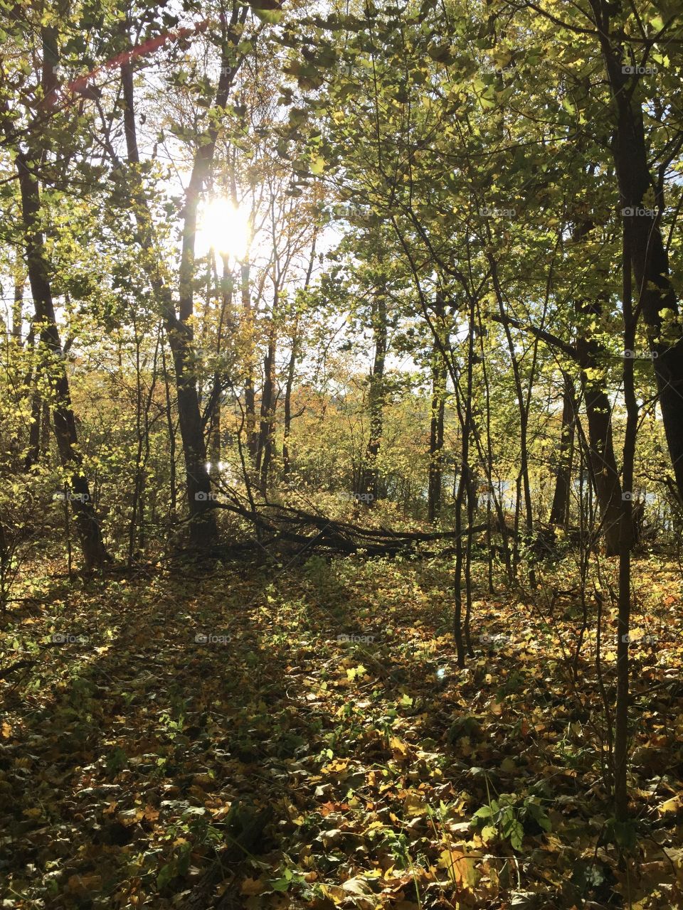 Autumn forest. The sun's rays shine through the autumn foliage