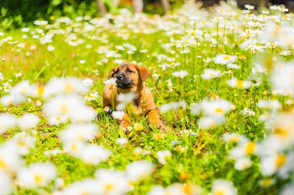 A puppy in the daisy field, a cute little puppy enjoying the springtime weather.