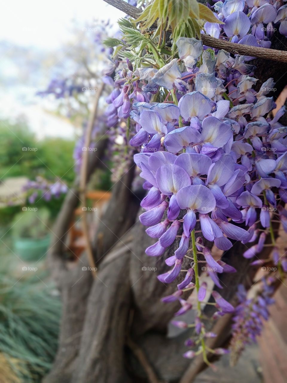 Nature, Flower, Flora, Outdoors, Blooming