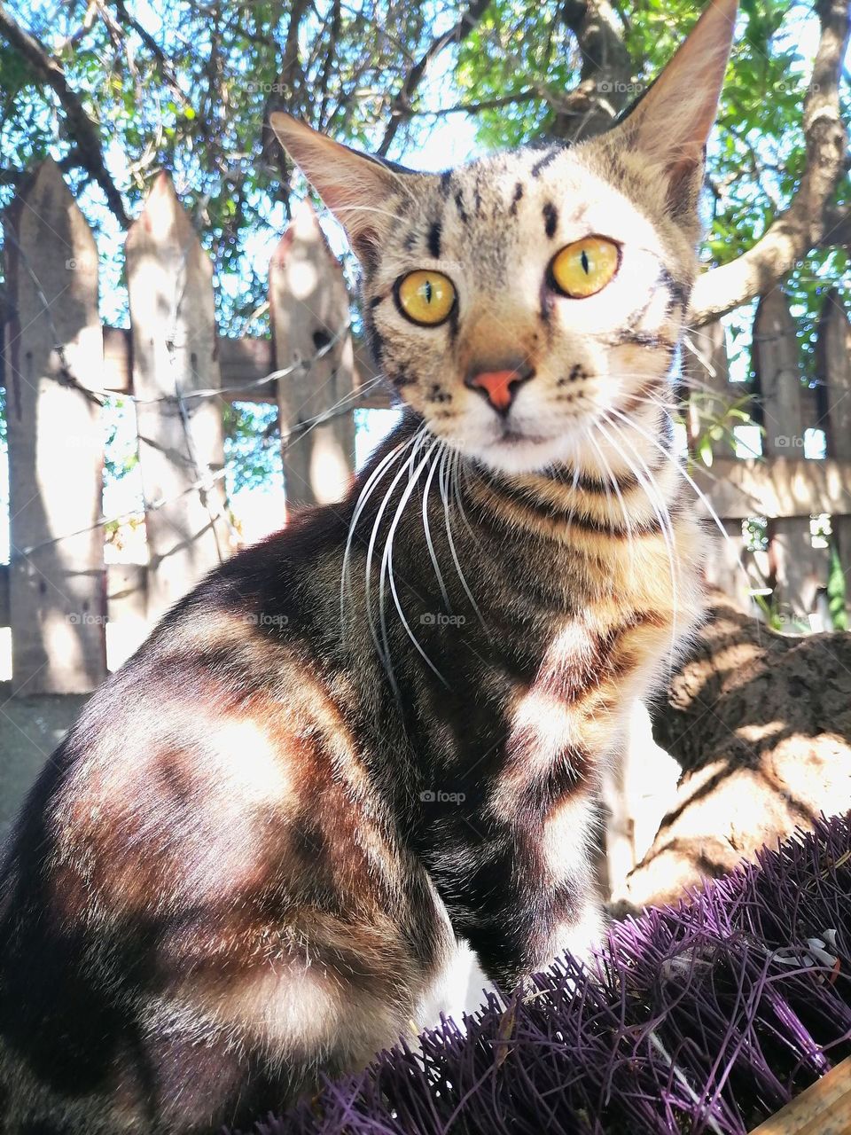 Upload your photo of the week: kitty cat