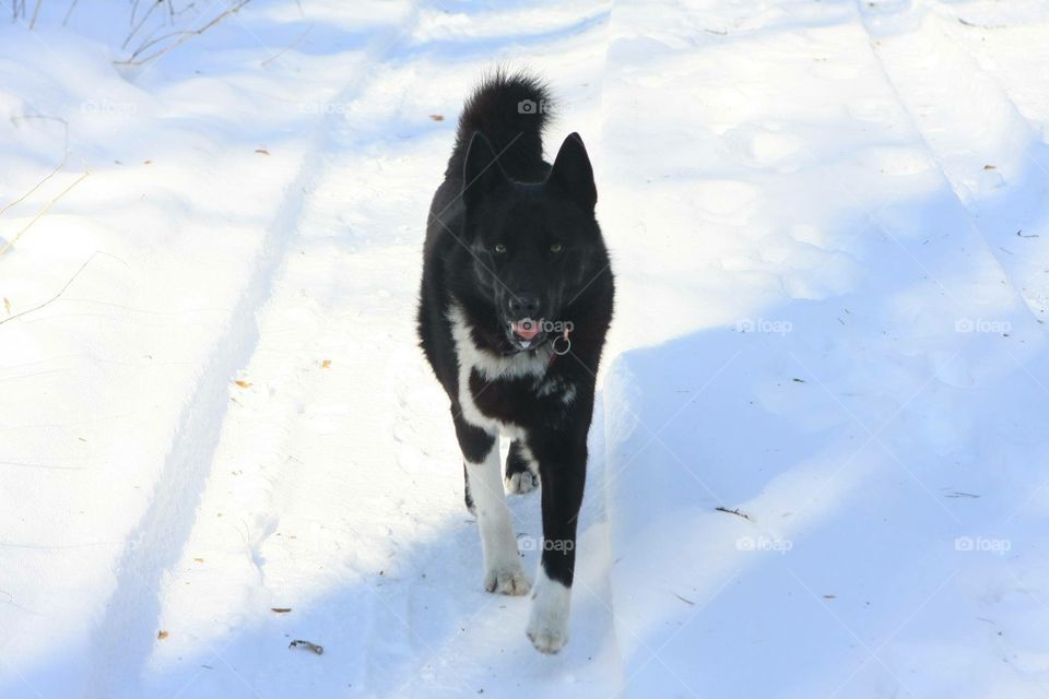 Karelian bear dog walking through the snow