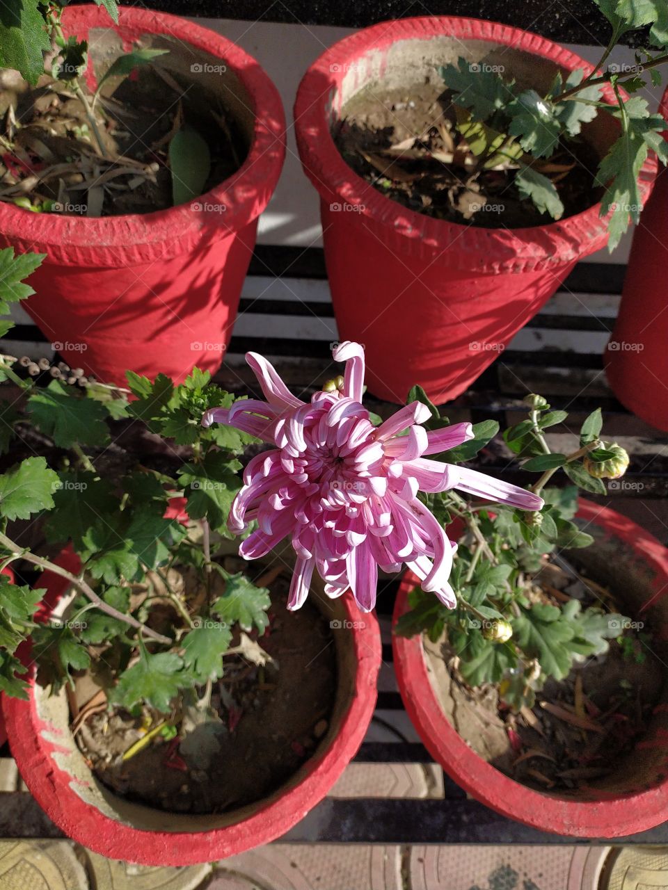 Pink chrysanthemum, a symbol of royalty, regality, decorum, dignity and longevity, particularly in Japan