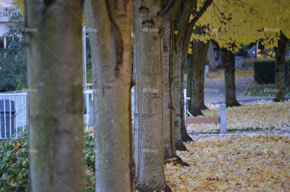 Trees and autumn leaves