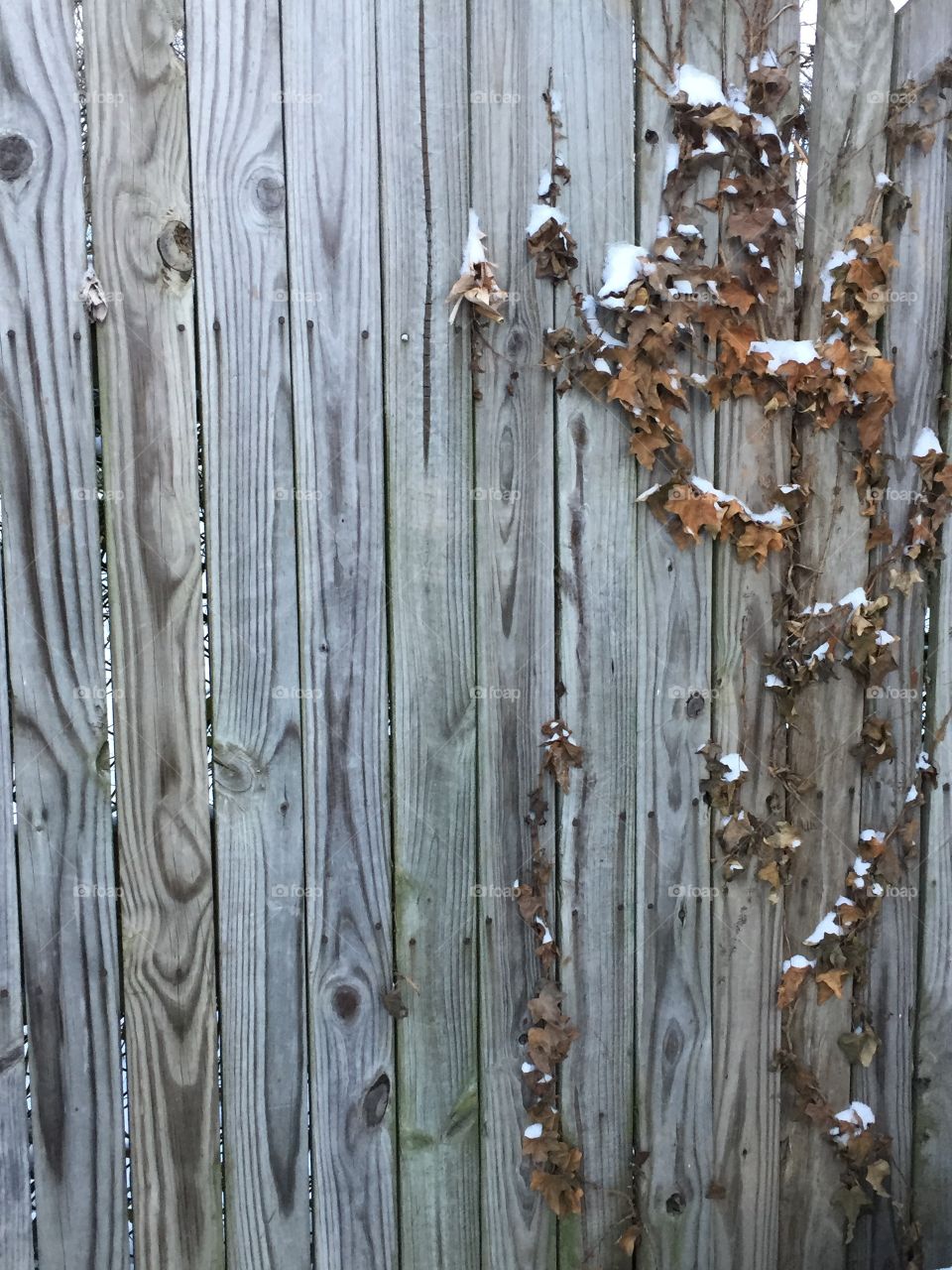 Snow on ivy crawling up a fence